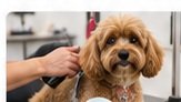 Groomers